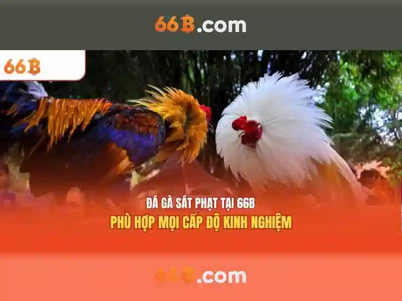 Giao diện 66b và các tùy chọn cược
