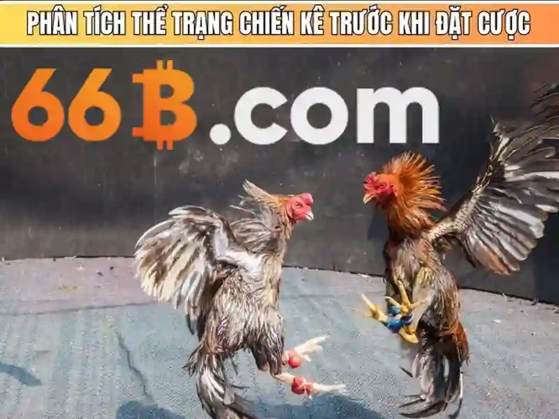 Tổng quan về điều khoản và điều kiện sử dụng tại nhà cái 66b