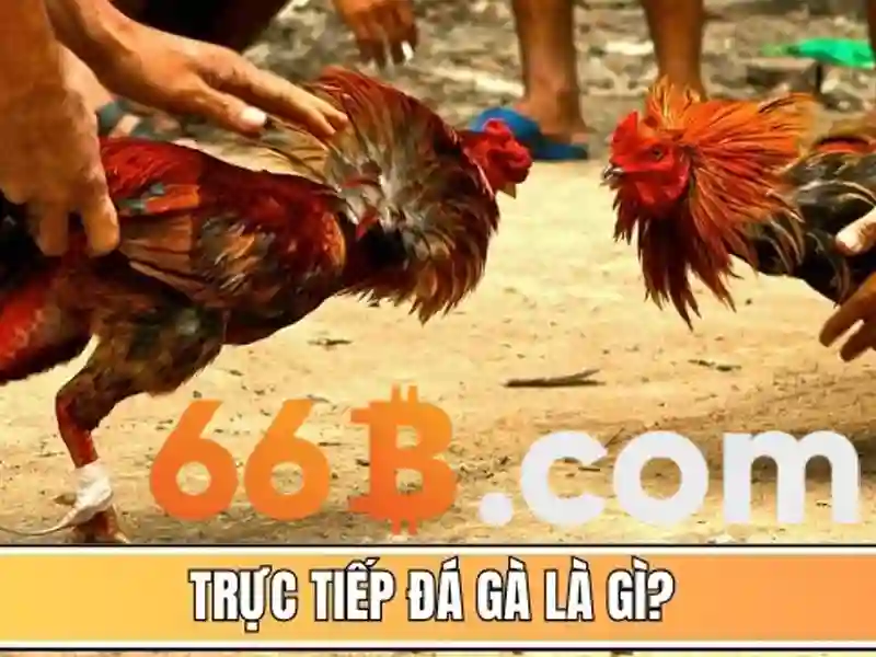 66b .com – Tổng quan chủ đề và giá trị cốt lõi